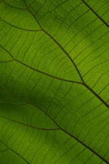 Obraz premium green cell structure texture of nature leaf background