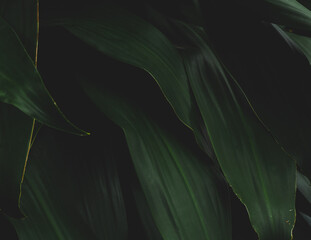 Dark green leaves in the rainforest nature background