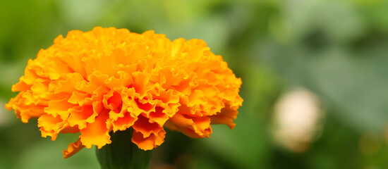 Marigold (Calendula officinalis) on blurred background Orange flowering herbaceous plant of the family Asteraceae.