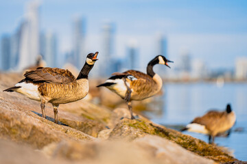 Ducks and duckings on lake