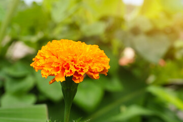 marigold flower / Bright of yellow marigold flower and sunlight spring time in the garden