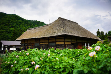 Fototapeta na wymiar ジャガイモの花と茅葺屋根の古民家