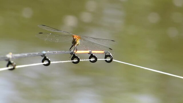 Common dragonfly at the end of the feeder close-up