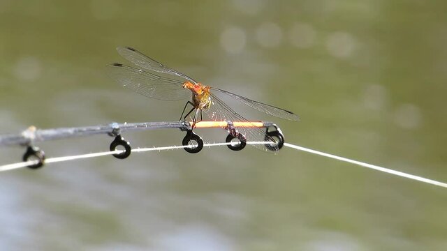 Common brown dragonfly at the end of the feeder close-up