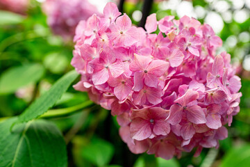 바야흐로, 수국의 계절