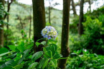 바야흐로, 수국의 계절