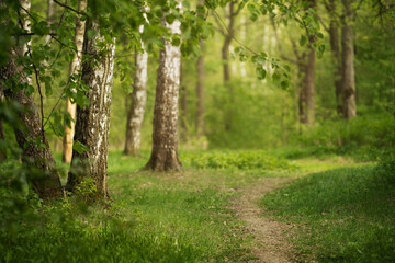 Beautiful park with green grass. Warm summer