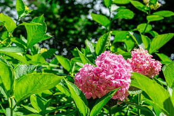 바야흐로, 수국의 계절