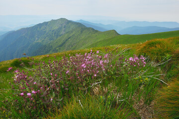 Obraz premium Nature in Carpathian Mountains