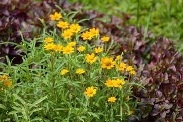 yellow zinnia angustifolia flower in nature garden