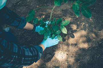 Hand for planting tree back to the forest, Creating awareness for love wild.