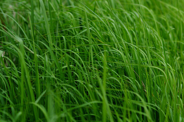 Fototapeta na wymiar green grass in the wind