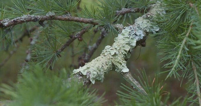 Lichen growing on a Pine tree branch