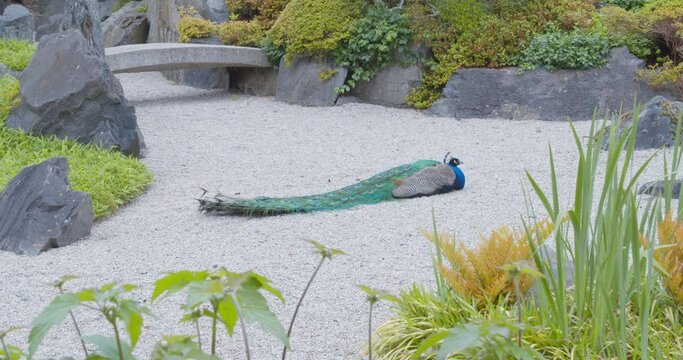 A beautiful peacock resting in a Japanese Zen Garden