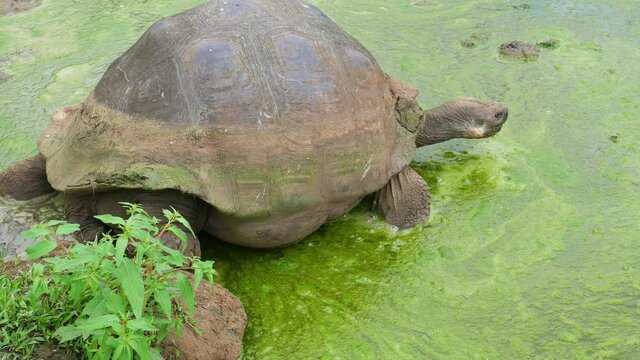 Galapagos turtle is getting in to the water