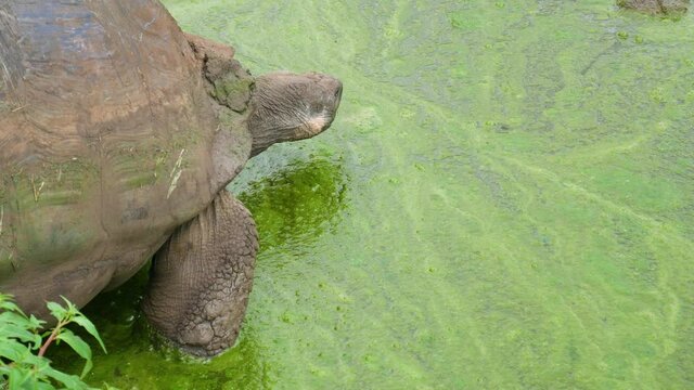 Galapagos turtle is getting in to the water