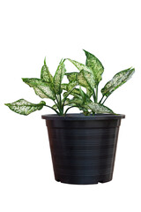 Fresh Dieffenbachia or Dumb cane growing in black plastic pot isolated on white background included clipping path.