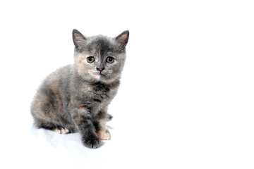 a gray spotted purebred kitten sits on a white isolated background