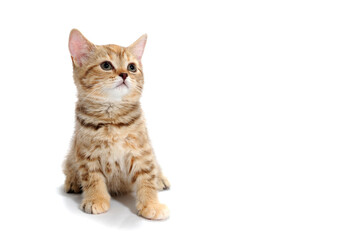 a red striped purebred kitten sits on a white background