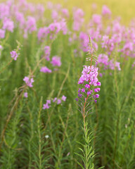 Flowers fireweed or Ivan-tea growing on meadow with sunlight. Delicious and healthy natural herbs, for subsequent fermentation