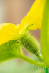 Immature and growing fruit of melon (Cucumis melo) in Japan