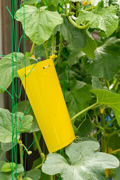 Adhesive yellow board to control thrips (Thysanoptera) hung in melon field in Japan