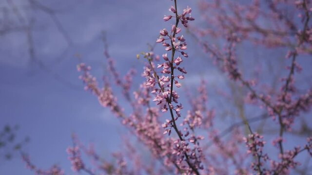 Eastern Redbud tree flowers against a blue sky. Pink and purple flowers