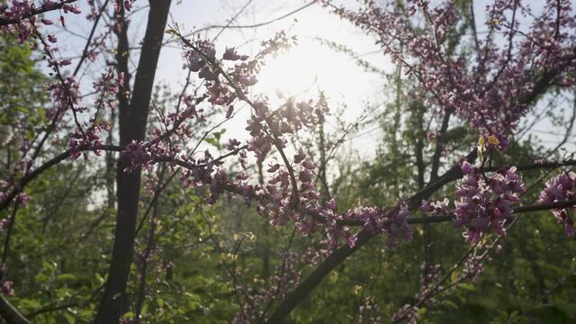 Eastern Redbud flowers on branch with sunset in the background. Purple and pink flowers on a tree.