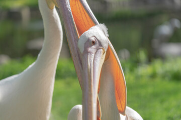 pelican