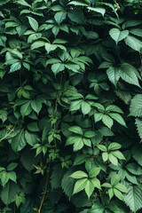 Texture of many fresh beautiful leaves of green wild grape. Natural background. Vertical photo.