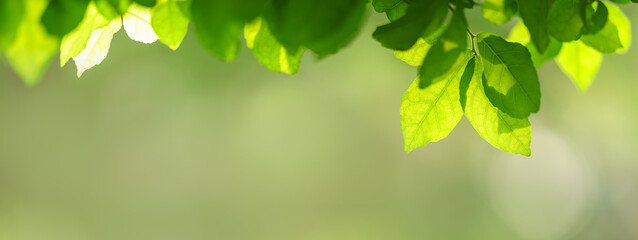 Fototapeta na wymiar Closeup of beautiful nature view green leaf on blurred greenery background in garden with copy space using as background cover page concept.