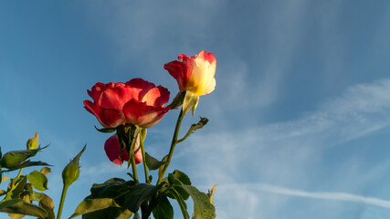 A bush of a red-yellow rose with unopened buds against a blue sky. Macro floral background