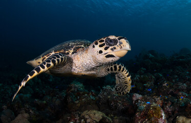 Naklejka na ściany i meble Hawksbill Turtle - Eretmochelys imbricata is swimming in a coral reef. Underwater world of Bali, Indonesia.