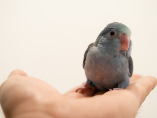 Selective focus of baby forpus parrotlet parrot cobalt turquoise bird on hand with care 