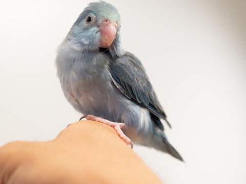 Selective focus of baby forpus parrotlet parrot cobalt turquoise bird on hand with care 