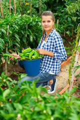 Satisfied woman harvesting bell peppers in a bucket. High quality photo
