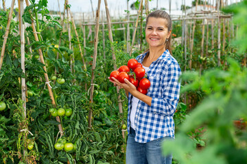 Young woman gardener holding harvest of fresh tomatoes in garden