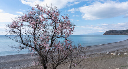 Fototapeta na wymiar Old tree with pink almond flowers on the beach by the Black Sea on the Crimean peninsula