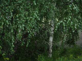 Birch Grove. Thickets of trees, glade