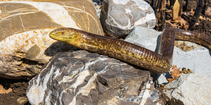 A legless lizard (Pseudopus apodus) crawls over stones in a garden in early spring