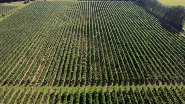 4K drone footage flying high over an apple orchard in Chartham, Kent