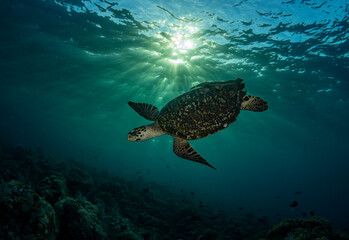 Fototapeta na wymiar Hawksbill Turtle - Eretmochelys imbricata is swimming in a coral reef. Underwater world of Bali, Indonesia.