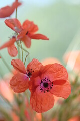 Red poppy illuminated by the morning sun