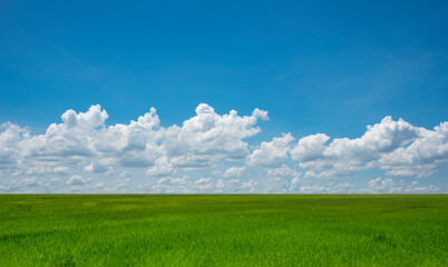 Fototapeta premium Rice field blue sky with clouds