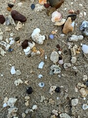 shells on the beach