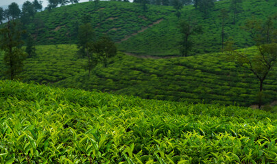 Fototapeta na wymiar Green tea plantation hill station munnar kerala india 