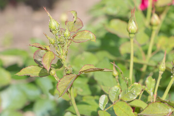 Shallow focus of aphids on small rosebuds on a stem