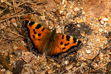 Scarce tortoiseshell butterfly Nymphalis xanthomelas also referred as yellow-legged tortoiseshell on the stones