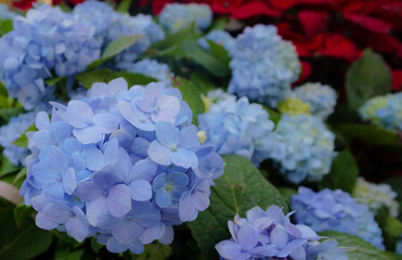 Bright blue hydrangeas in the summer garden