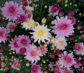 Chrysanthemums flowers are blooming in  garden